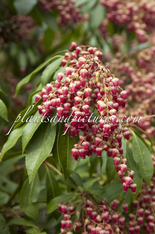 Pieris japonica ‘Valley Valentine’