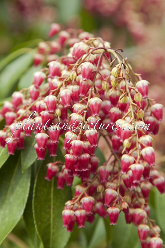 Pieris japonica ‘Valley Valentine’