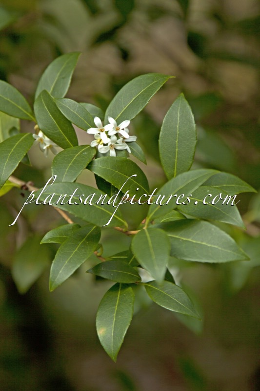 Osmanthus burkwoodii