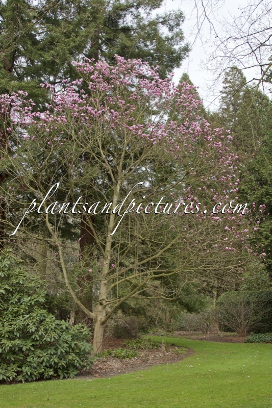 Magnolia ‘Galaxy’