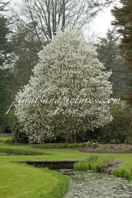 Magnolia ‘Wada’s Memory’
