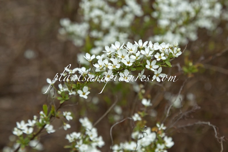 Spiraea thunbergii