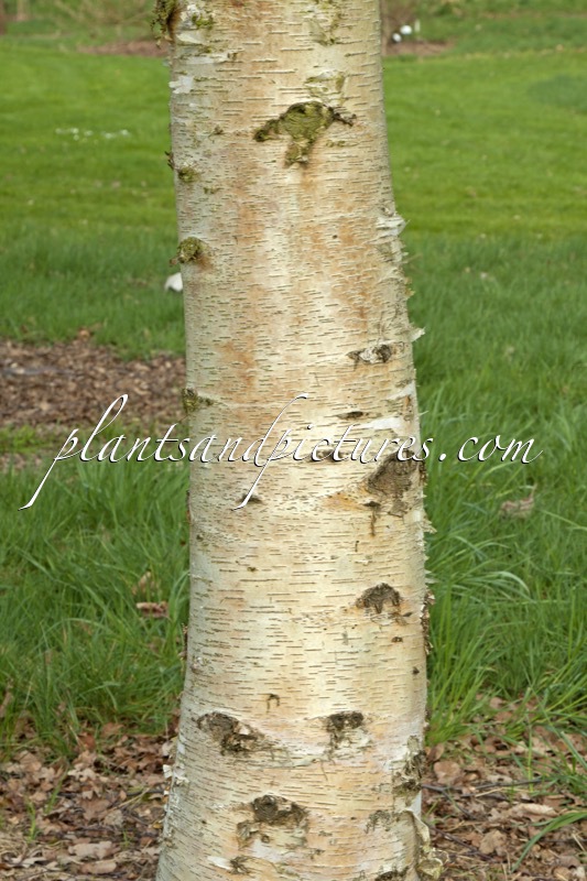 Betula pendula subsp. mandshurica