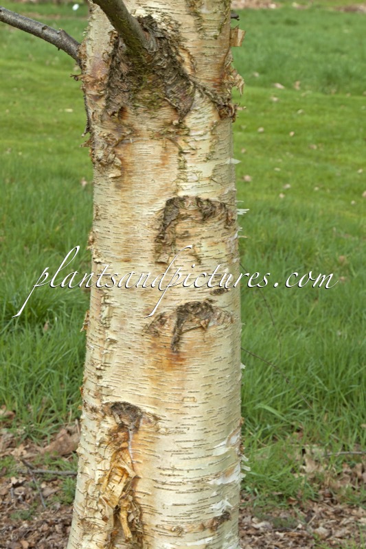 Betula pendula subsp. mandshurica