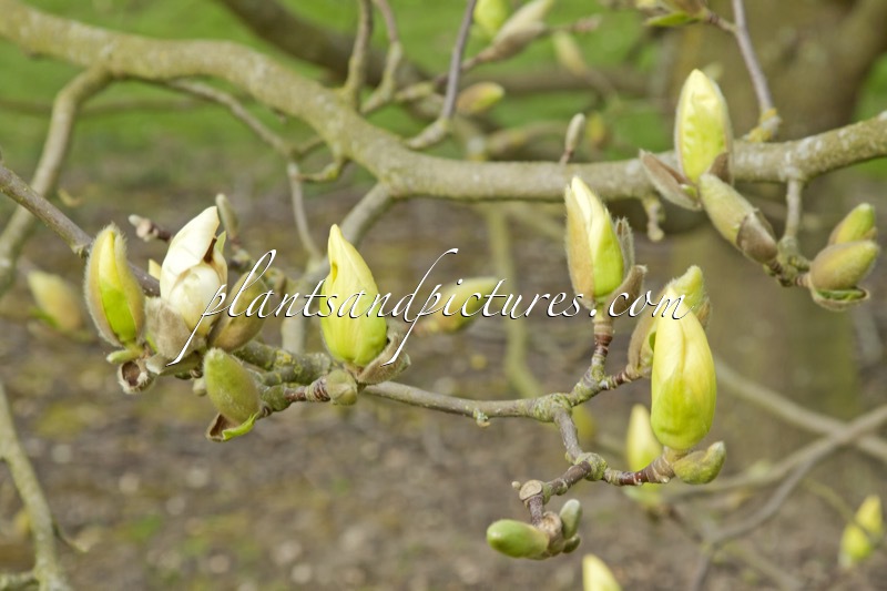Magnolia ‘Yellow Fever’