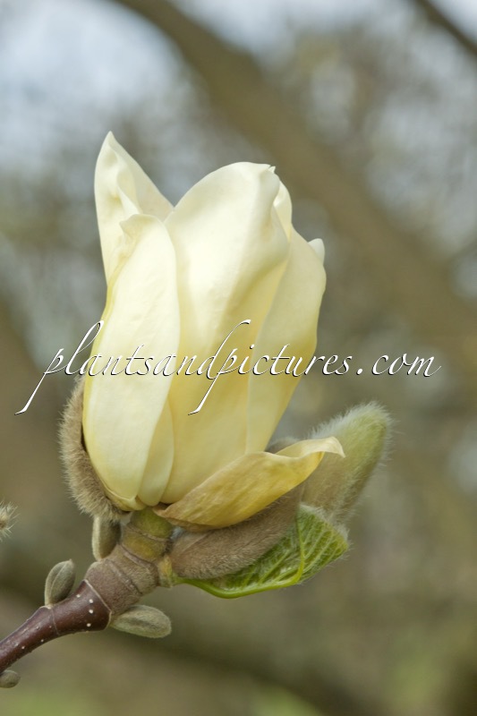 Magnolia ‘Yellow Fever’