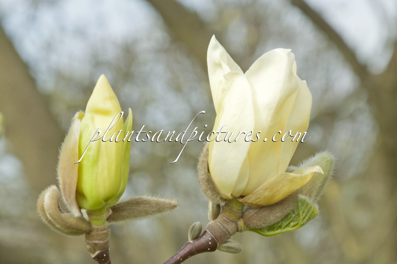 Magnolia ‘Yellow Fever’