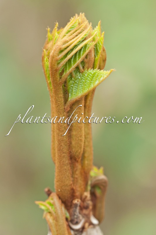 Meliosma veitchiorum