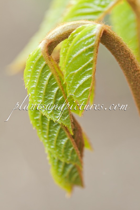 Meliosma veitchiorum