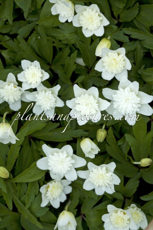 Anemone nemorosa ‘Alba Plena’