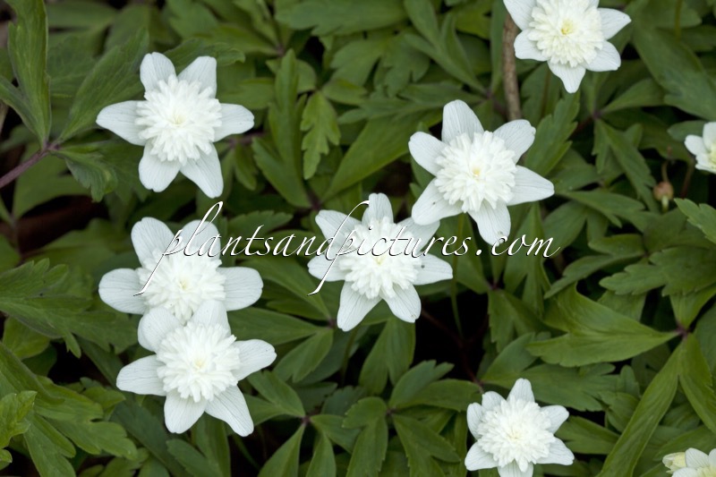 Anemone nemorosa ‘Alba Plena’