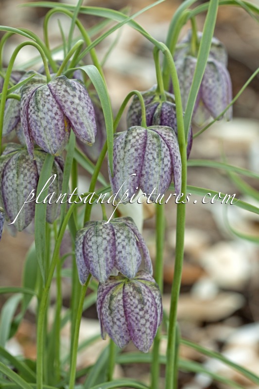 Fritillaria meleagris