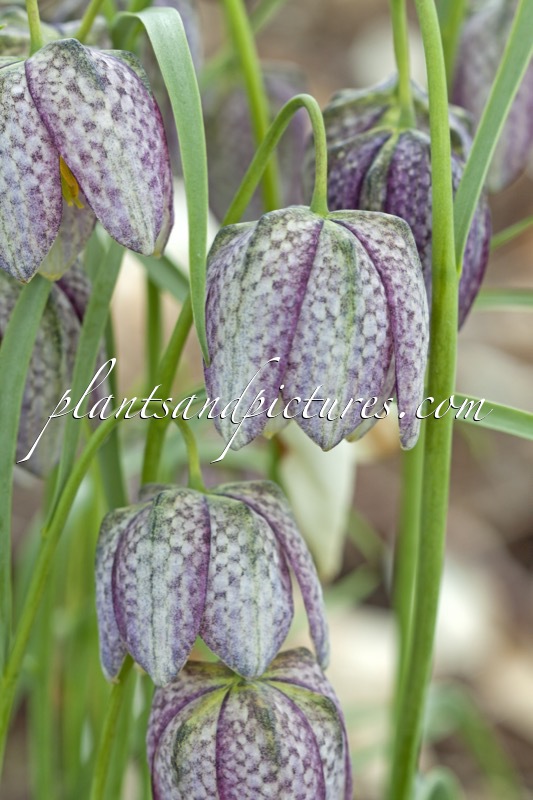 Fritillaria meleagris