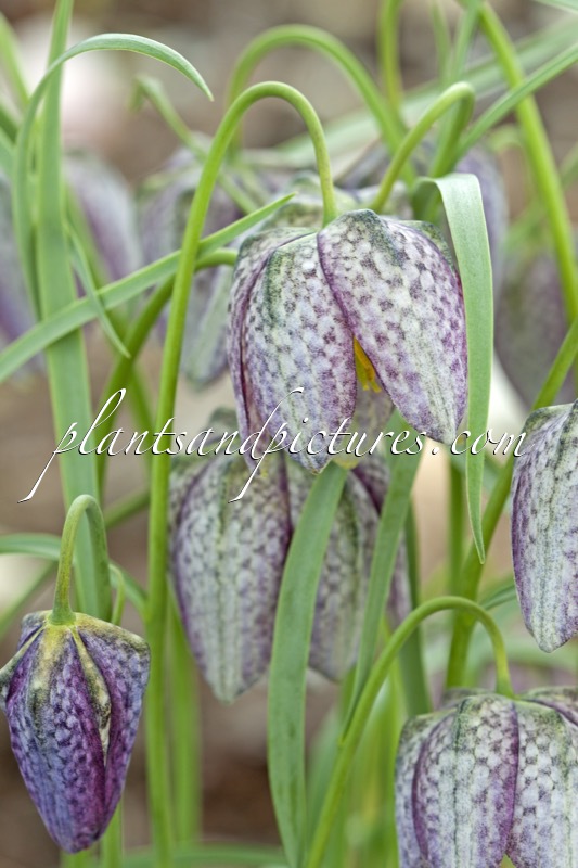 Fritillaria meleagris