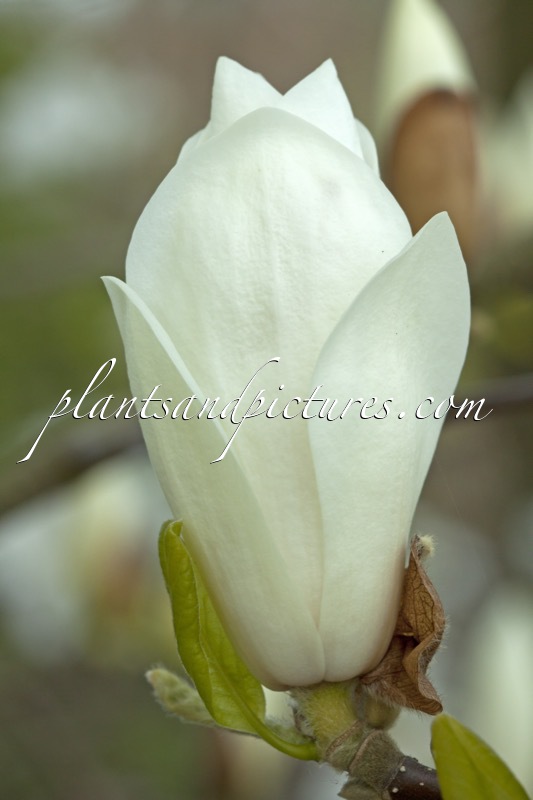 Magnolia soulangeana ‘Alba Superba’