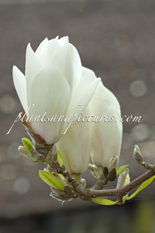 Magnolia soulangeana ‘Alba Superba’