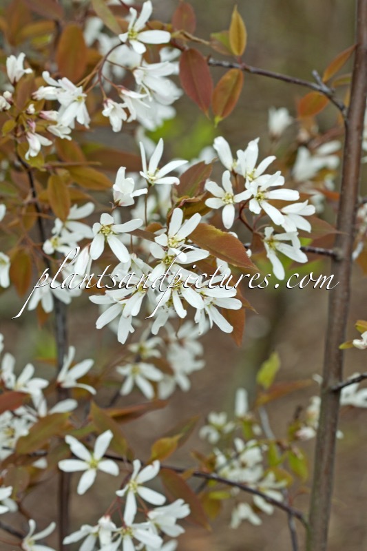 Amelanchier laevis ‘R.J. Hilton’