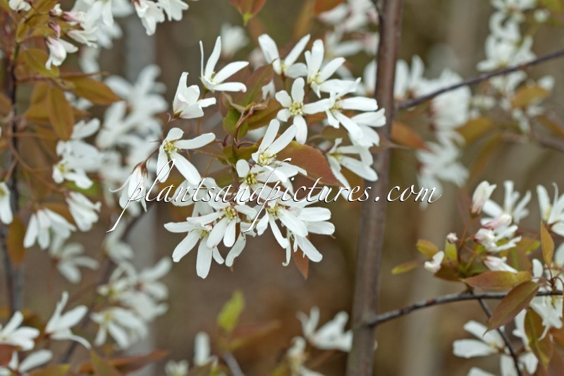 Amelanchier laevis ‘R.J. Hilton’