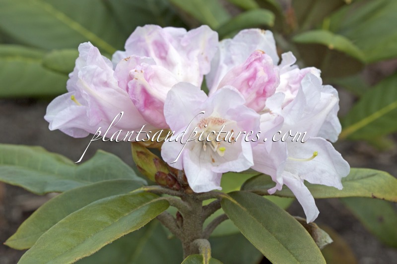 Rhododendron ssp.