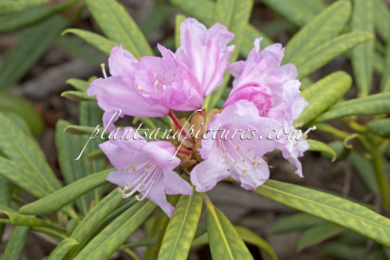 Rhododendron yakushimanum ‘Lancetta’