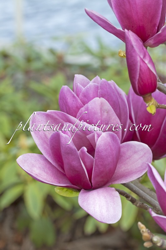 Magnolia ‘Shiraz’