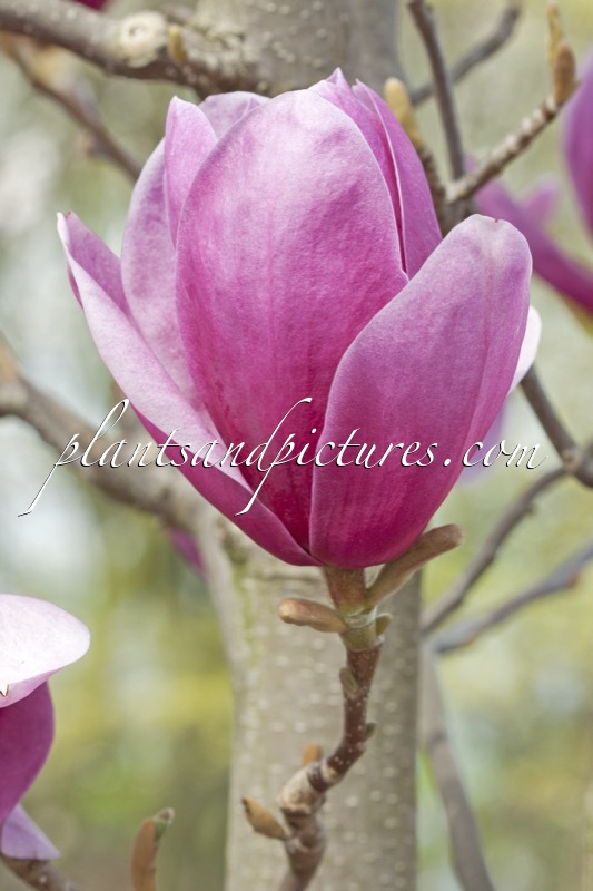 Magnolia ‘Shiraz’