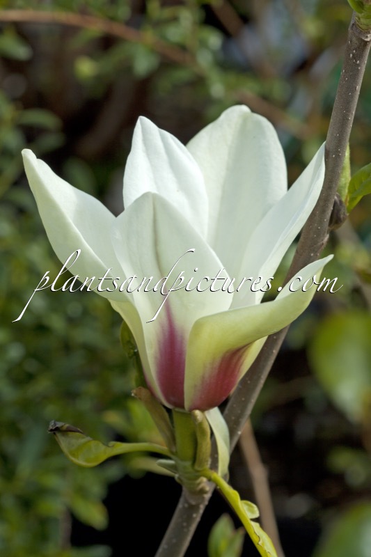 Magnolia ‘Sunrise’
