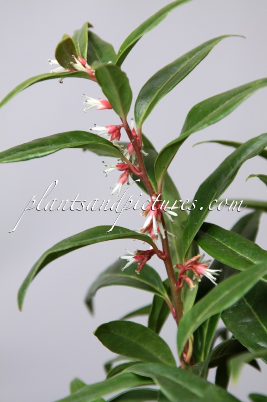 Sarcococca hookeriana ‘Pmoore03’ (WINTER GEM)