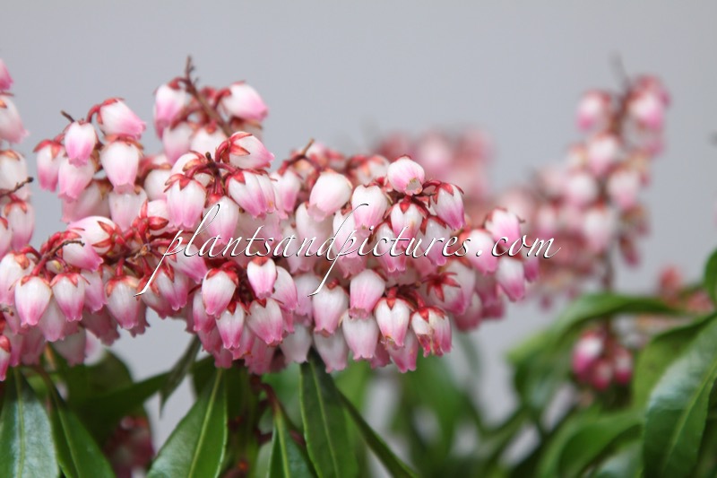 Pieris japonica ‘Opstal69’ (PINK PASSION)