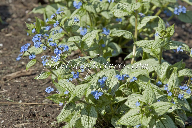 Brunnera macrophylla ‘Sea Heart’