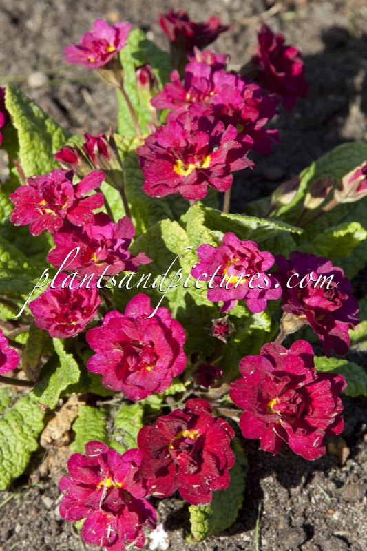 Primula ‘Corporal Baxter’