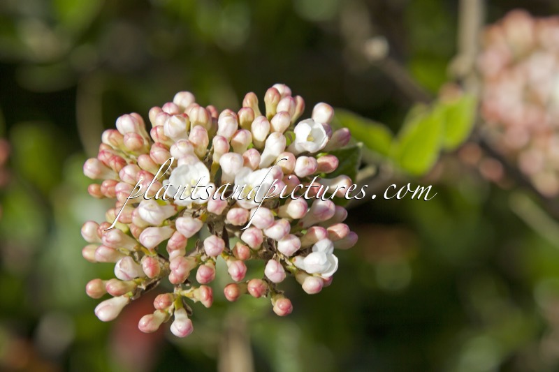 Viburnum burkwoodii ‘Annika’