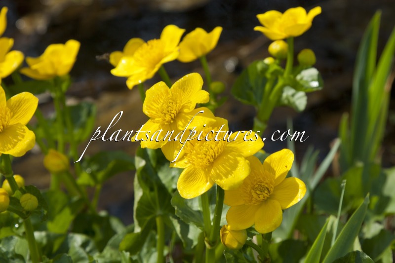 Caltha palustris