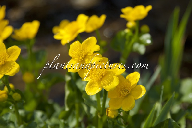 Caltha palustris