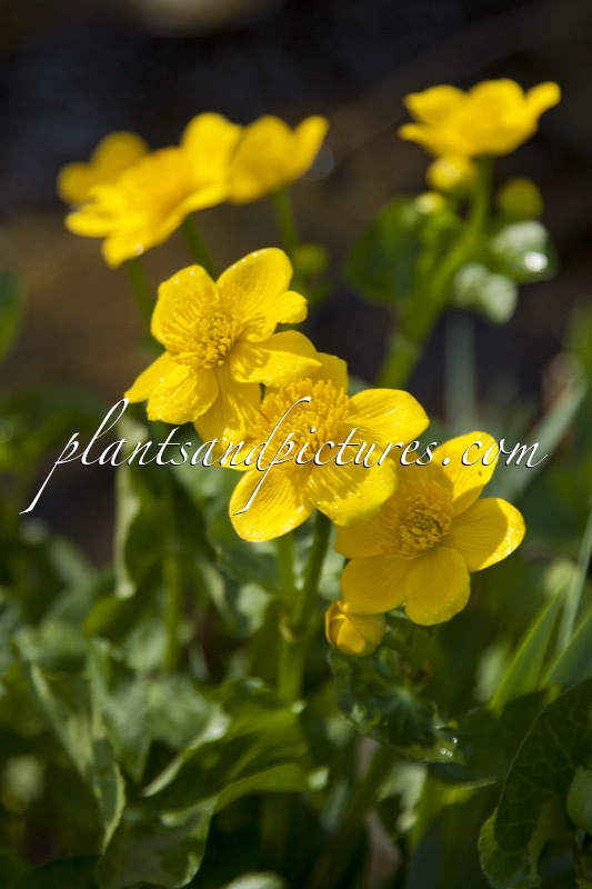 Caltha palustris