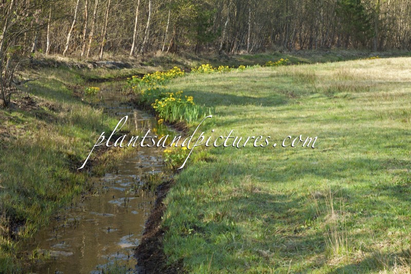Caltha palustris