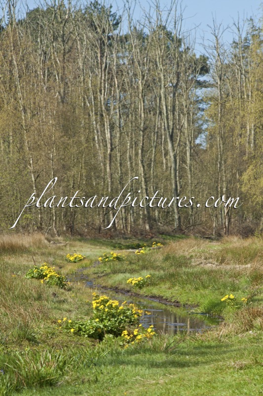 Caltha palustris