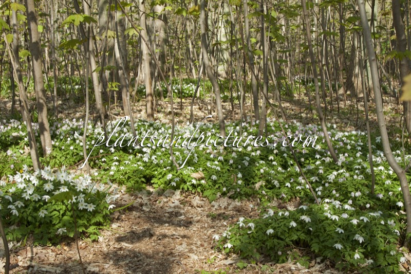 Anemone nemorosa