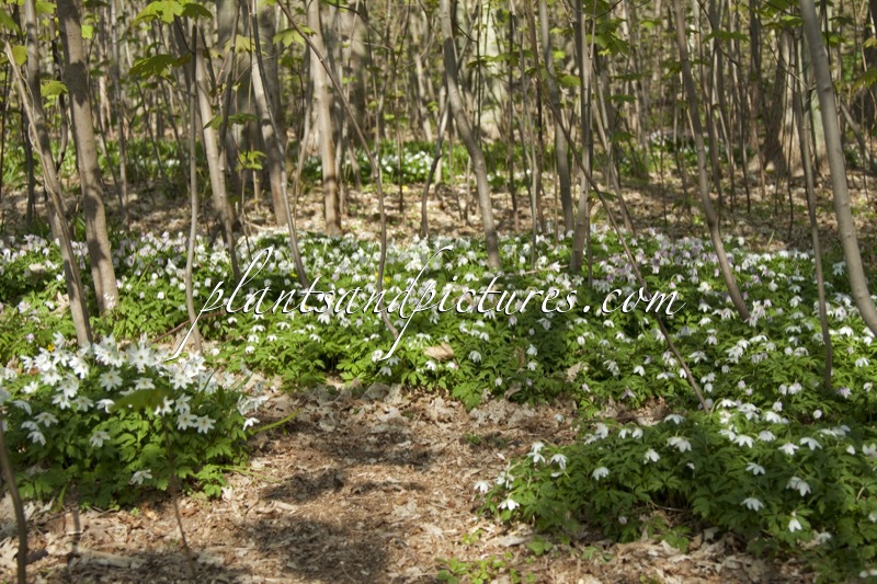 Anemone nemorosa
