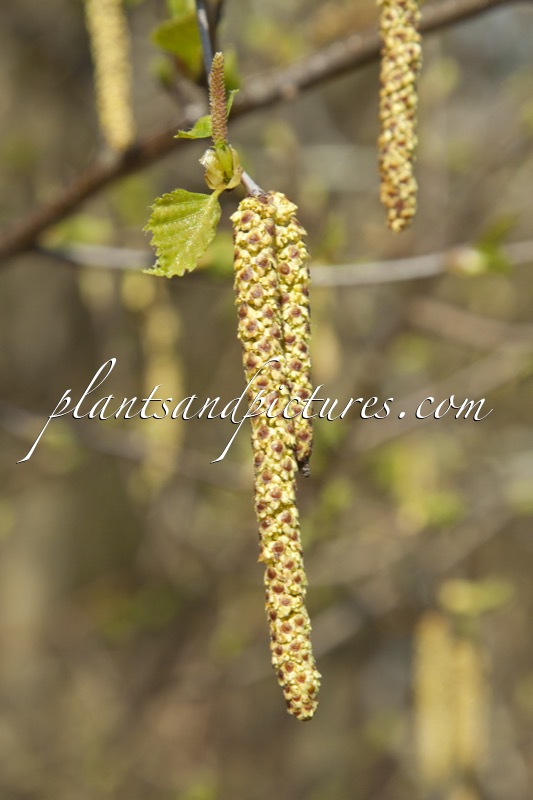 Betula pendula