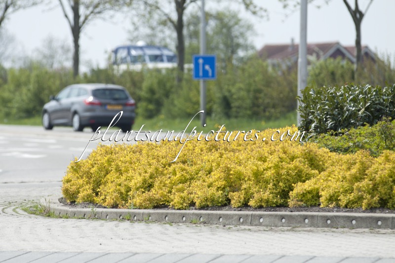 Spiraea japonica ‘Goldflame’