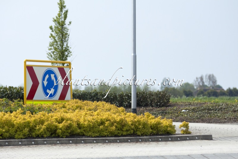 Spiraea japonica ‘Goldflame’