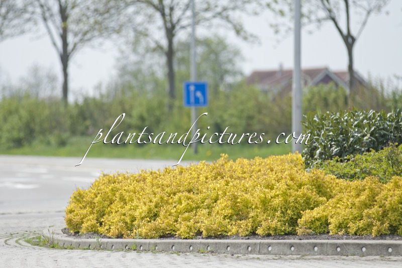 Spiraea japonica ‘Goldflame’