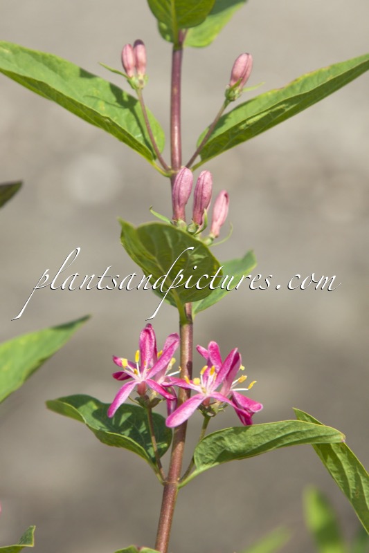 Lonicera tatarica ‘Arnold Red’