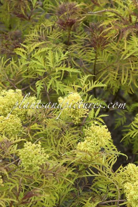 Sambucus racemosa ‘Walfinb’ (WELSH GOLD)