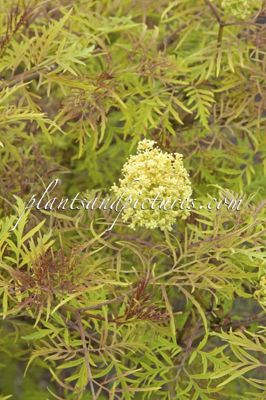 Sambucus racemosa ‘Walfinb’ (WELSH GOLD)