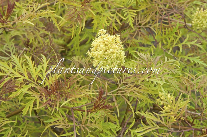 Sambucus racemosa ‘Walfinb’ (WELSH GOLD)