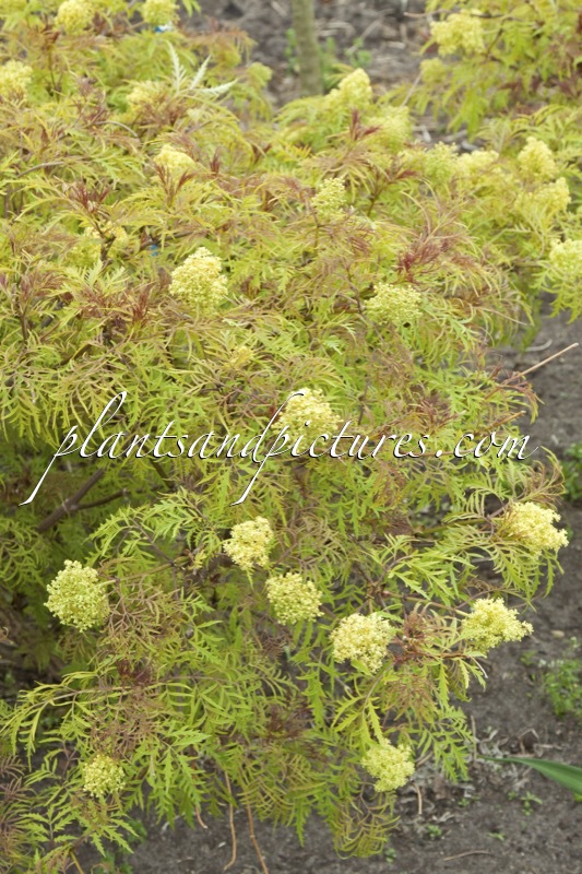 Sambucus racemosa ‘Walfinb’ (WELSH GOLD)