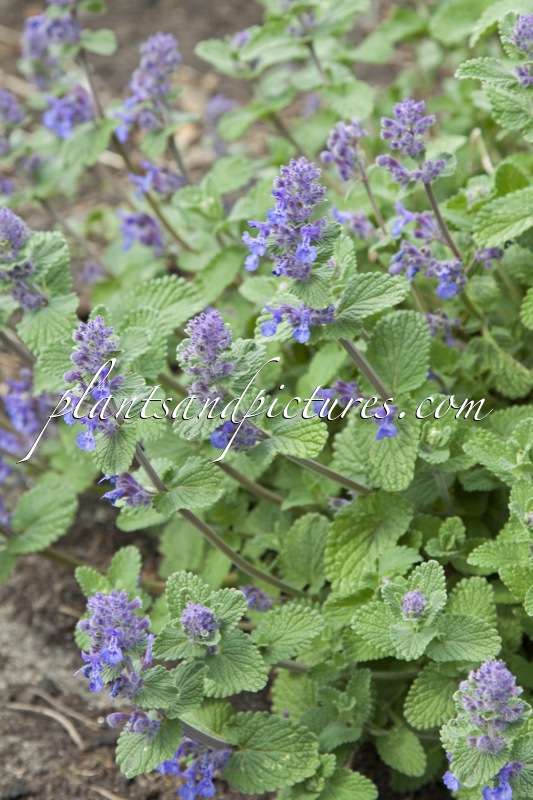 Nepeta racemosa ‘Superba’