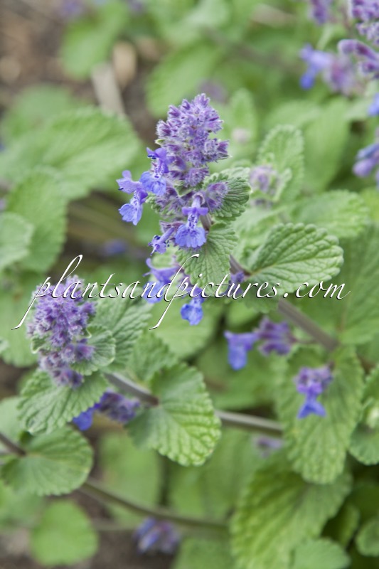 Nepeta racemosa ‘Superba’